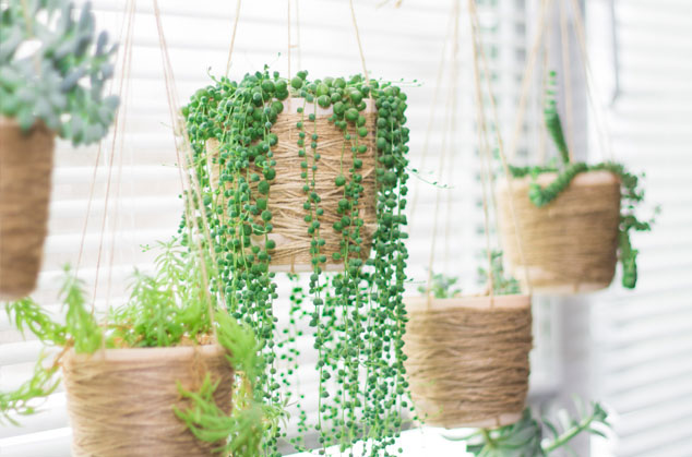 Les plantes suspendues s'imposent